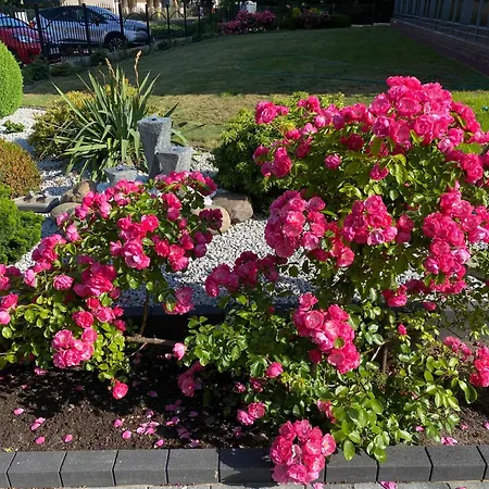 Mrokon * 그르지보보